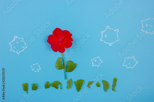 red flower on blue background photo