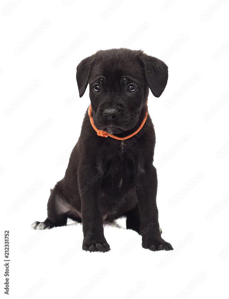 one-month-old cane corso puppy one-month-old cane corso puppy