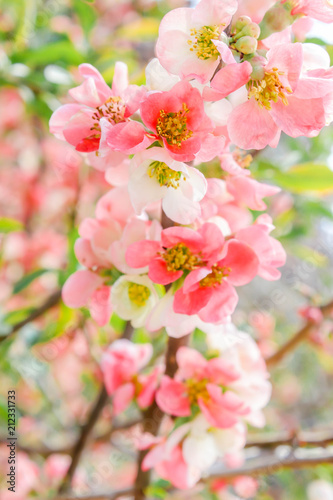 Fototapeta Naklejka Na Ścianę i Meble -  Macro of Beautiful Red Sakura. Cherry Blossom in Springtime. Japan