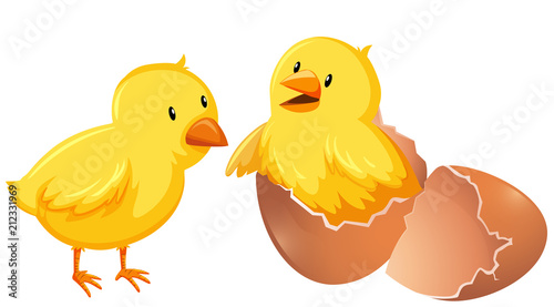 Two young chickens in shell