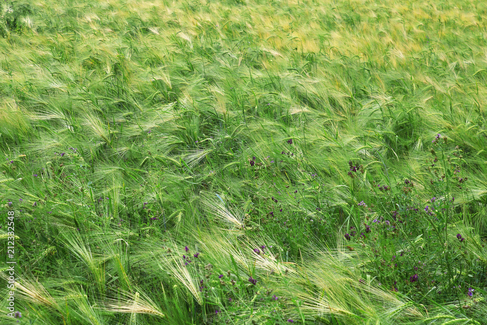 Green and yellow wheat ears after the rain Green and yellow wheat ears after the rain