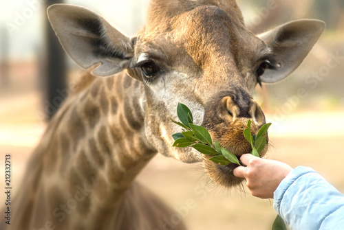 Photography Children at zoo feeding giraffe