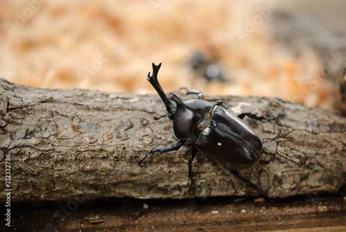 Japanese rhinoceros beetle (Trypoxylus dichotomus) © Grassflowerhead