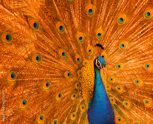 Orange peacock photo