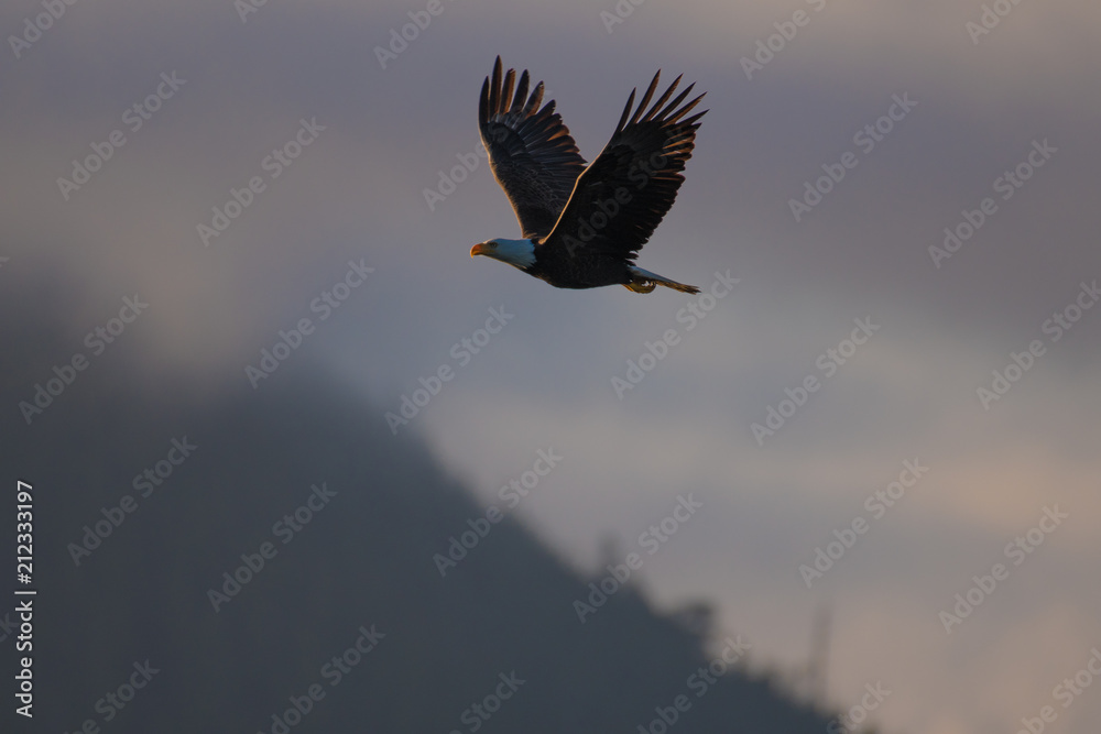 Fototapeta premium Bald Eagle