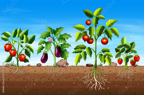 Set of different vegetable and fruit plants