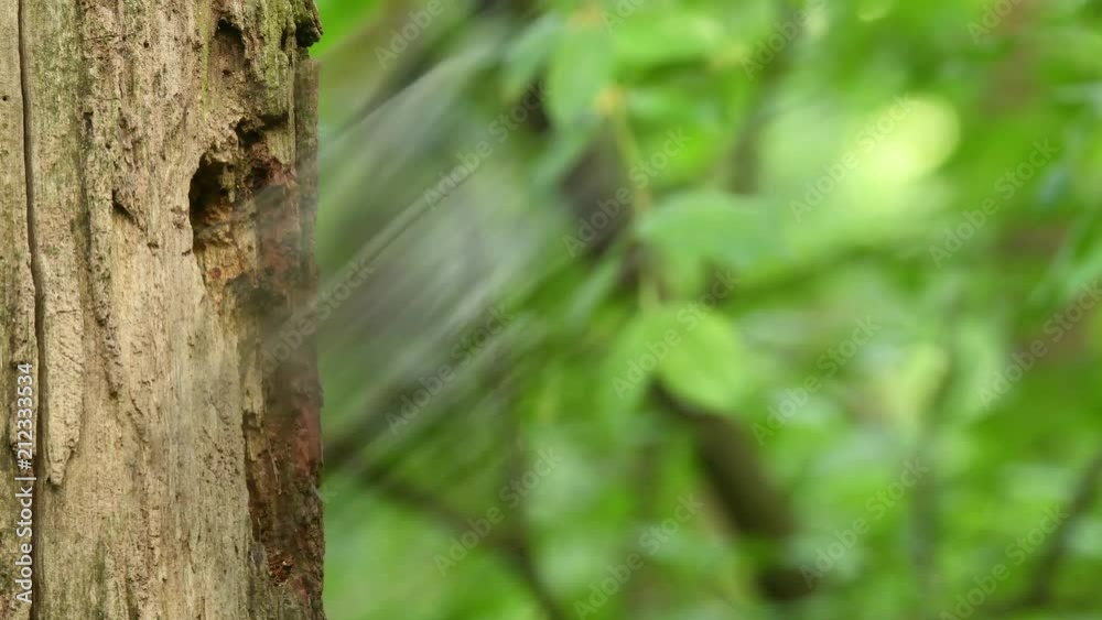 Middle Spotted Woodpecker - Dendrocopos medius sitting on the tree trunk with full beak of the feeding, green forest Middle Spotted Woodpecker - Dendrocopos medius sitting on the tree trunk with full beak of the feeding, green forest