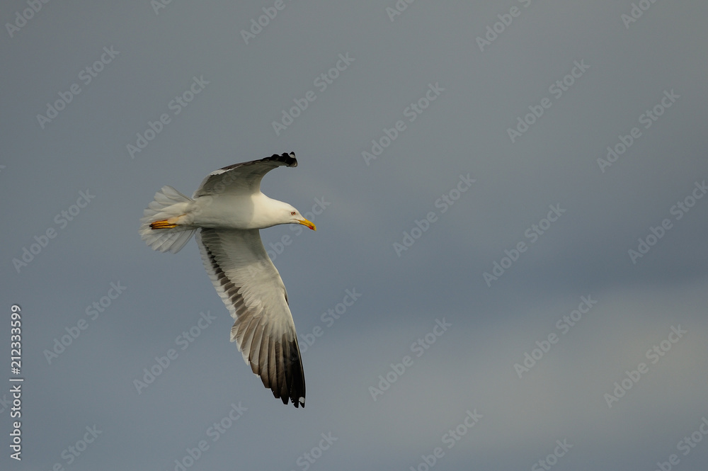 Lesser black-backed gull in flight, north Sea, romsdalsfjord, norway (Larus fuscus) Lesser black-backed gull in flight, north Sea, romsdalsfjord, norway (Larus fuscus)