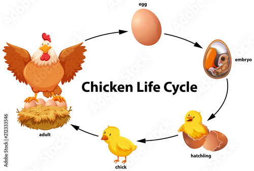 Chicken life cycle diagram photo