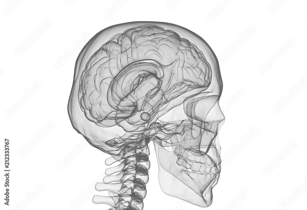 Human brain and skull, illustration Stock Photo | Adobe Stock