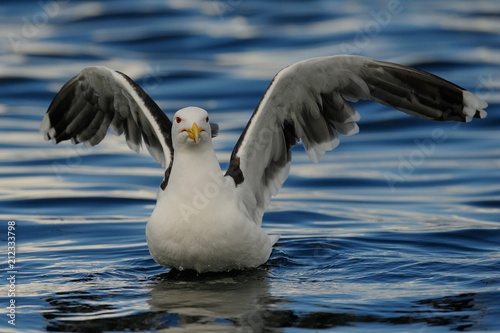Great black-backed gull landing on the sea and look, romsdalfjord, norway, (larus marinus)