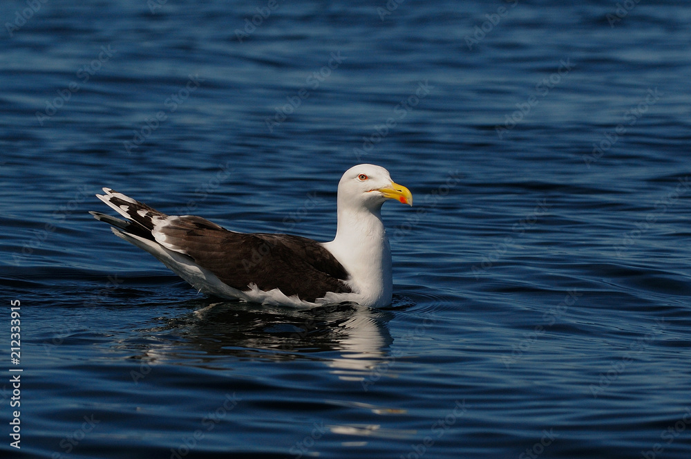 Great black-backed gull swim on the sea and look, romsdalfjord, norway, (larus marinus) Great black-backed gull swim on the sea and look, romsdalfjord, norway, (larus marinus)