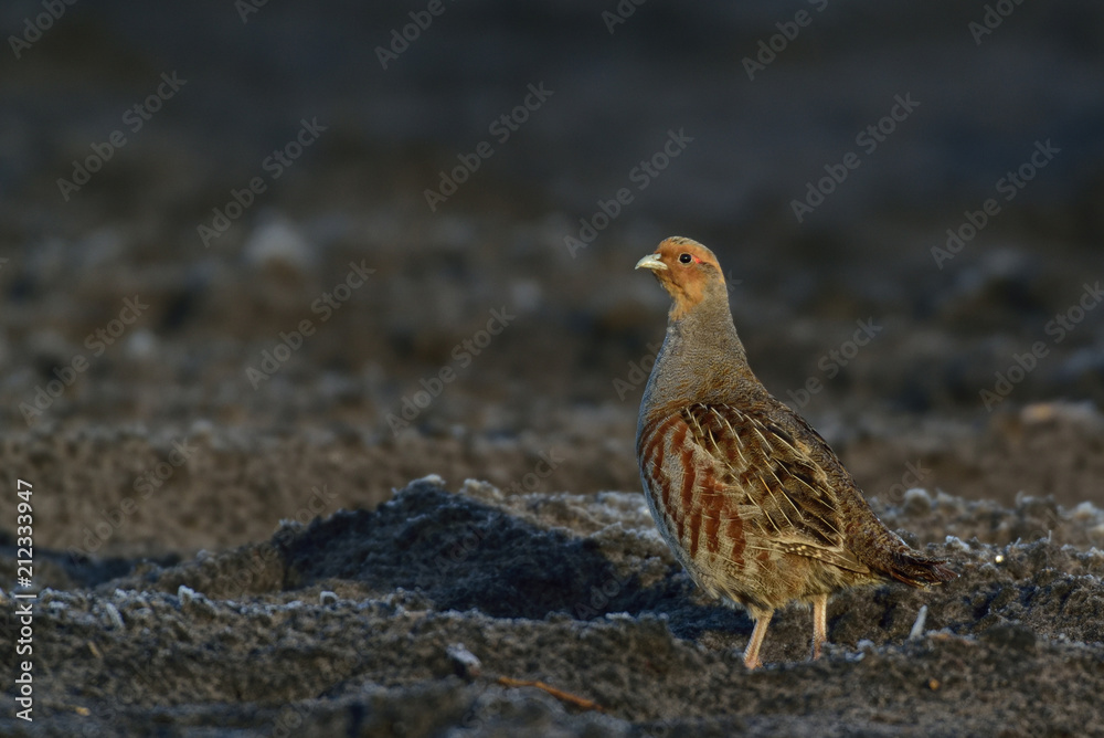 Grey partridge run on the field, winter, germany, (perdix perdix) Grey partridge run on the field, winter, germany, (perdix perdix)