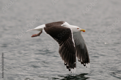 Great black-backed gull flight over the north sea,  romsdalfjord, norway, (larus marinus)