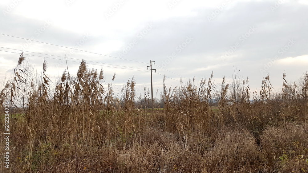 Powerline behind tall dried brown grass and other vegetation on cloudy autumn day Powerline behind tall dried brown grass and other vegetation on cloudy autumn day