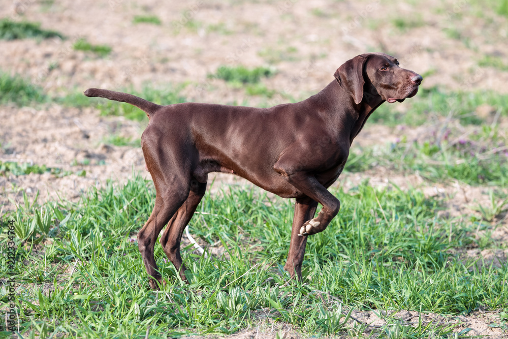 A muscular chocolate brown hound, German Shorthaired Pointer, a thoroughbred, stands among the fields in the grass in the point, sniffed the smell of a wild game.