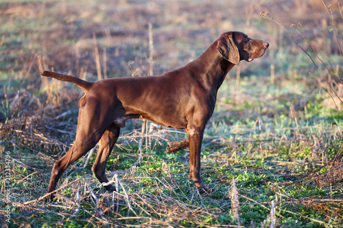 Fototapeta Naklejka Na Ścianę i Meble -  A young muscular brown hunting dog is standing in a point in the field among the green grass. A spring warm day. German Shorthaired Pointer.