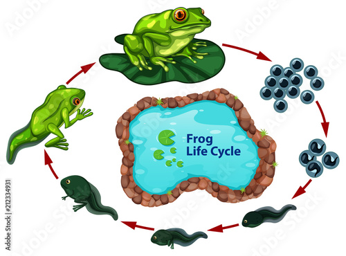 The frog life cycle