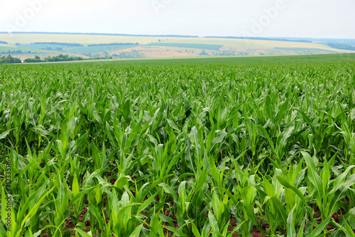 Corn is growing in a field in the farm in the summer