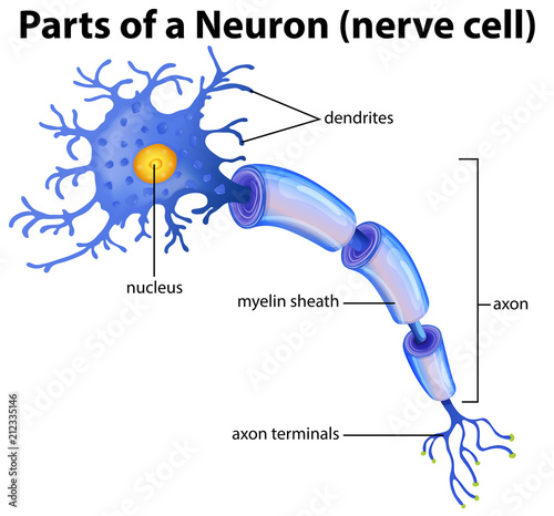Part of a Neuron Diagram