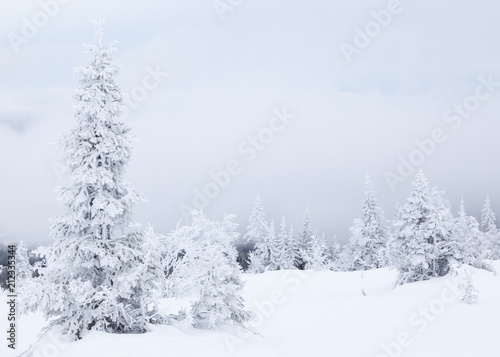 Fir in winter landscape