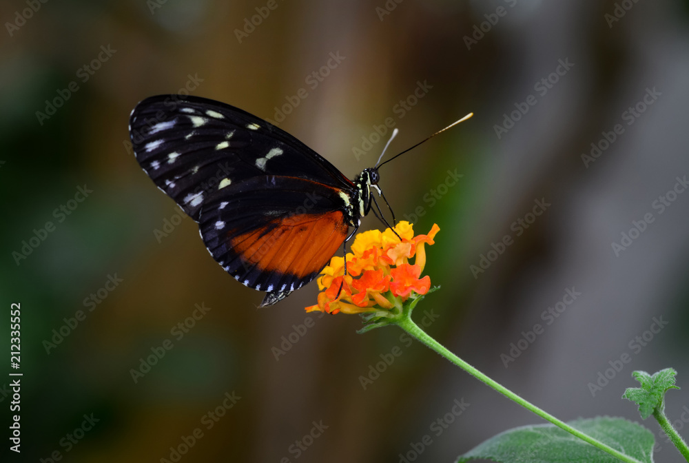 Fototapeta premium Closeup beautiful butterfly & flower in the garden.