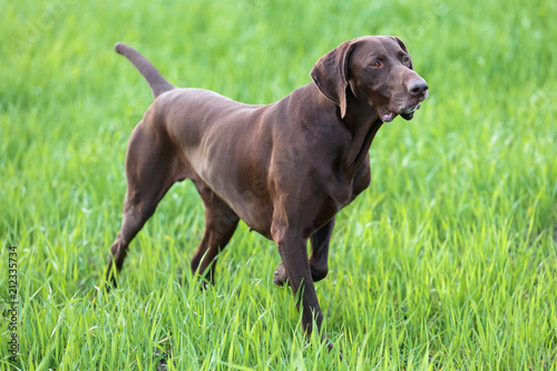 The brown hunting dog freezed in the pose smelling the wildfowl in the green grass. German Shorthaired Pointer.