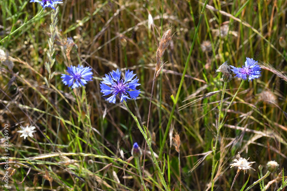 Bleuets de France