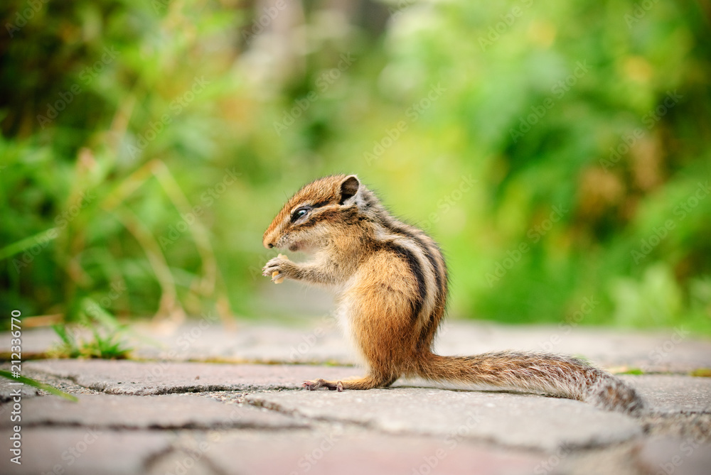 cute squirrel was eating peanut in park cute squirrel was eating peanut in park