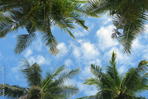 Bottom view to palm trees crowns in blue sky