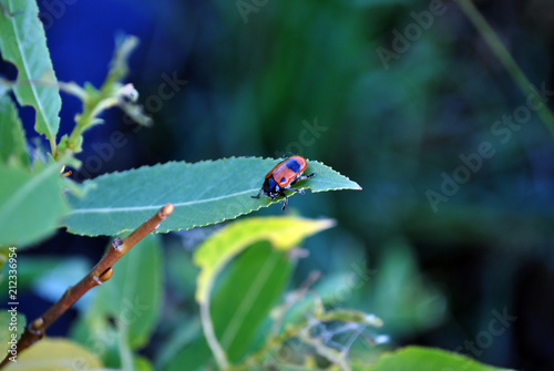 Endomychus biguttatus, the handsome fungus beetle on green willow leaves on twig, soft blurry background