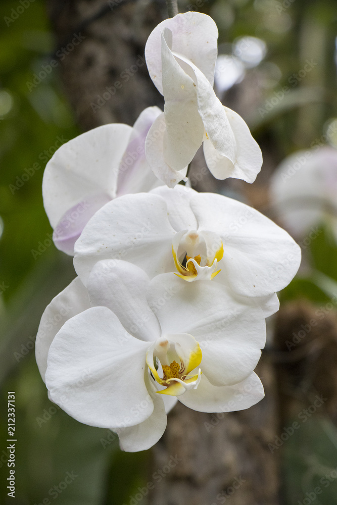 Obraz premium Orchids