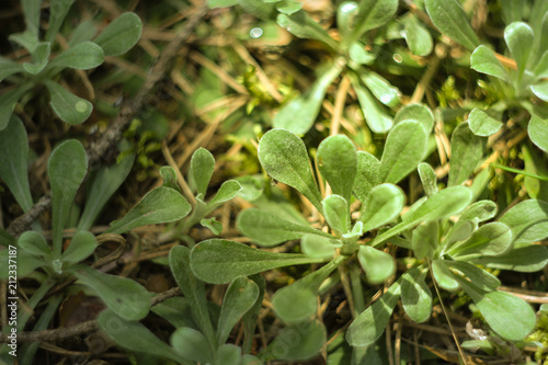 forest plants