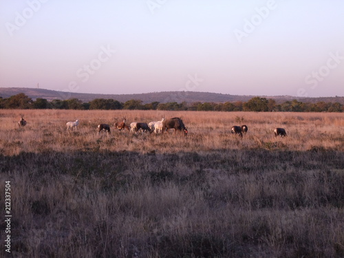 Fototapeta Naklejka Na Ścianę i Meble -  Antelope landscape