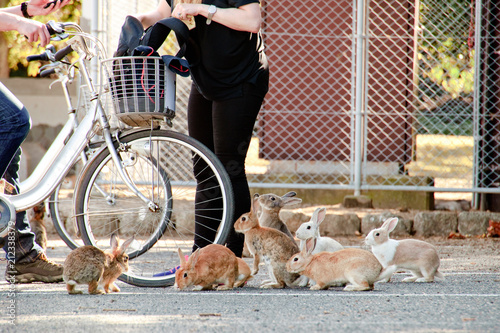 cute wild bunny rabbits in japan's rabbit island, okunoshima photo