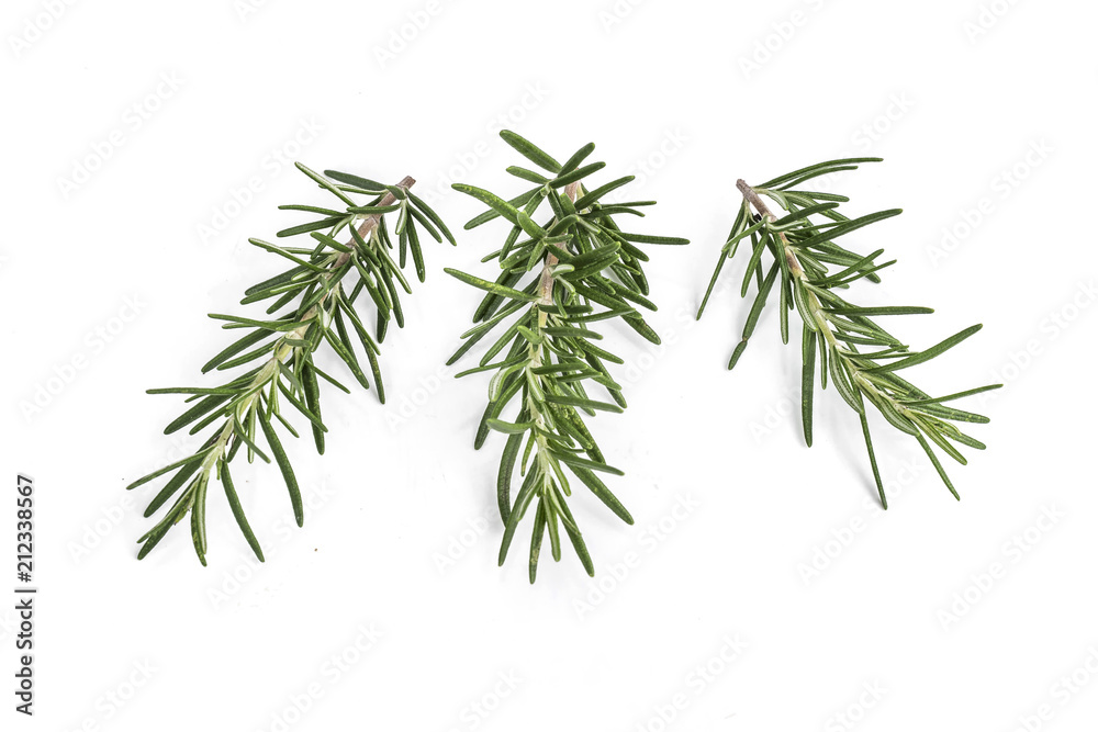 Rosemary isolated on white background