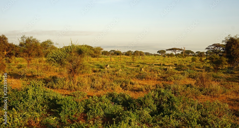 natural green landscape in kenya natural green landscape in kenya