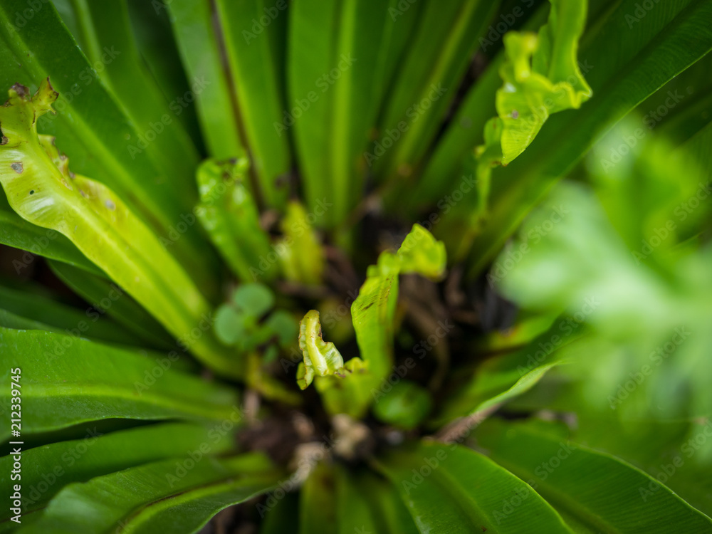 Green leaves at the garden in spring time. Close up Green leaves at the garden in spring time. Close up