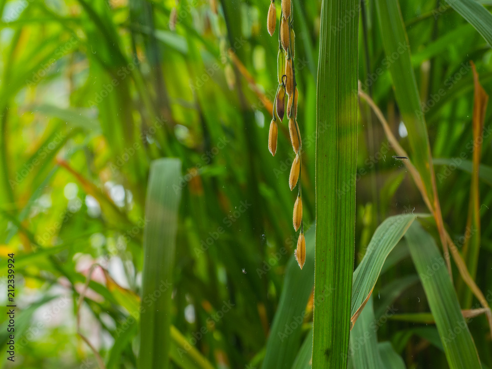 Obraz premium Close up rice,Golden rice fields