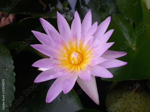 Purple lotus, yellow pollen, peace of mind