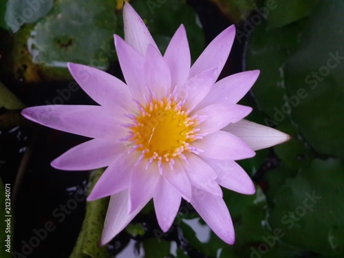 Purple lotus  yellow pollen  peace of mind