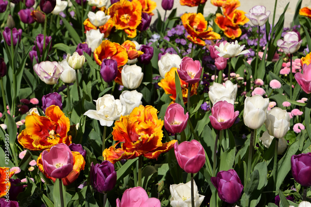 Tulips in bloom, beautiful white, pink, purple and yellow tulips in garden Tulips in bloom, beautiful white, pink, purple and yellow tulips in garden
