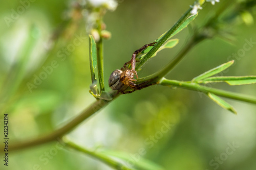 Macro portrait of a beautiful small garden spider on a green plant