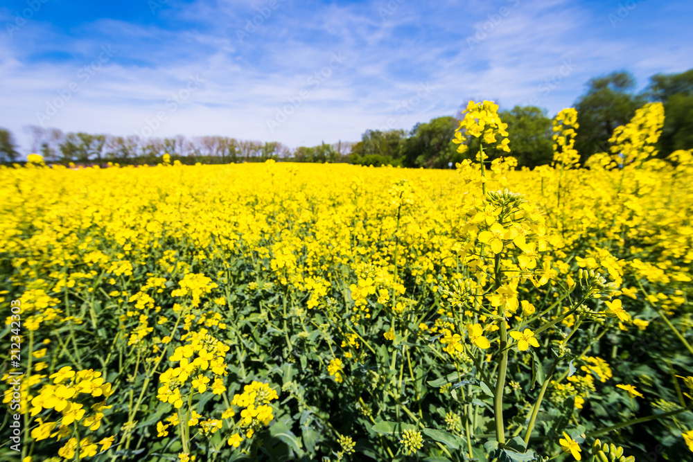 Beautiful summer field with flowering yellow rapeseed