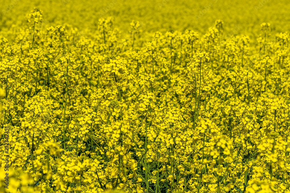 Beautiful summer field with flowering yellow rapeseed Beautiful summer field with flowering yellow rapeseed