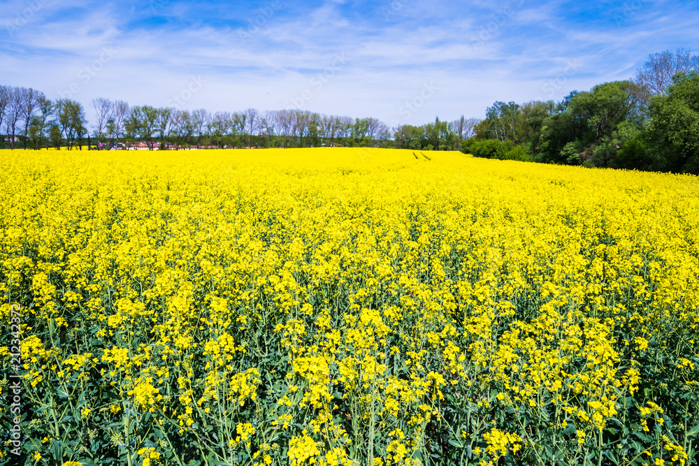 Obraz premium Beautiful summer field with flowering yellow rapeseed