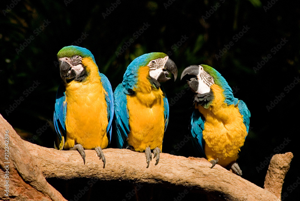 majestic vultures staring at camera