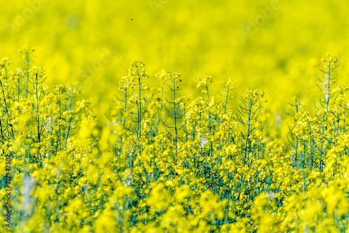 Beautiful summer field with flowering yellow rapeseed