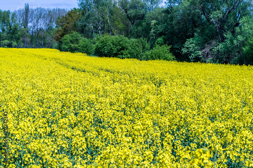 Beautiful summer field with flowering yellow rapeseed