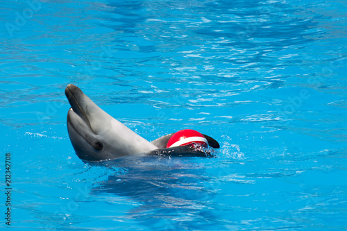 A trained dolphin holds the ball